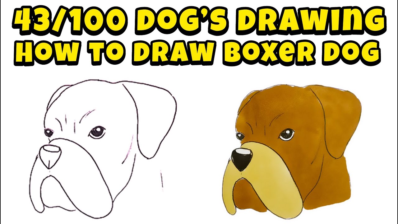How to Draw Boxer Dog – 43/100 Dogs Drawing for All Skill Levels - YouTube