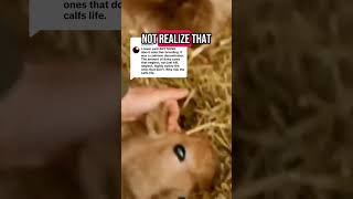 Male Dairy Calves are Shot #cow #veganism #vegan #milk #dairy