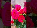hare ka Sahara Khatu Shyam Baba #new #trending #khatu ##viral #shorts #youtube #trending #short #yt
