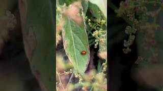 Ladybugs! 🐞 #shortsfeed #shortsvideo #nature #ladybugs