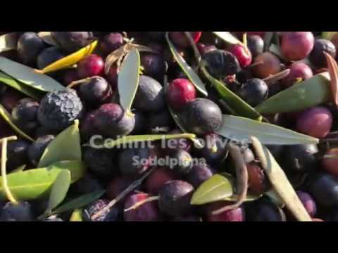 Vídeo: Com Salar Les Olives