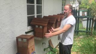 Keeping native hives close together