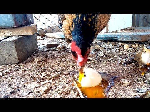 Vídeo: As galinhas comerão seus próprios ovos?