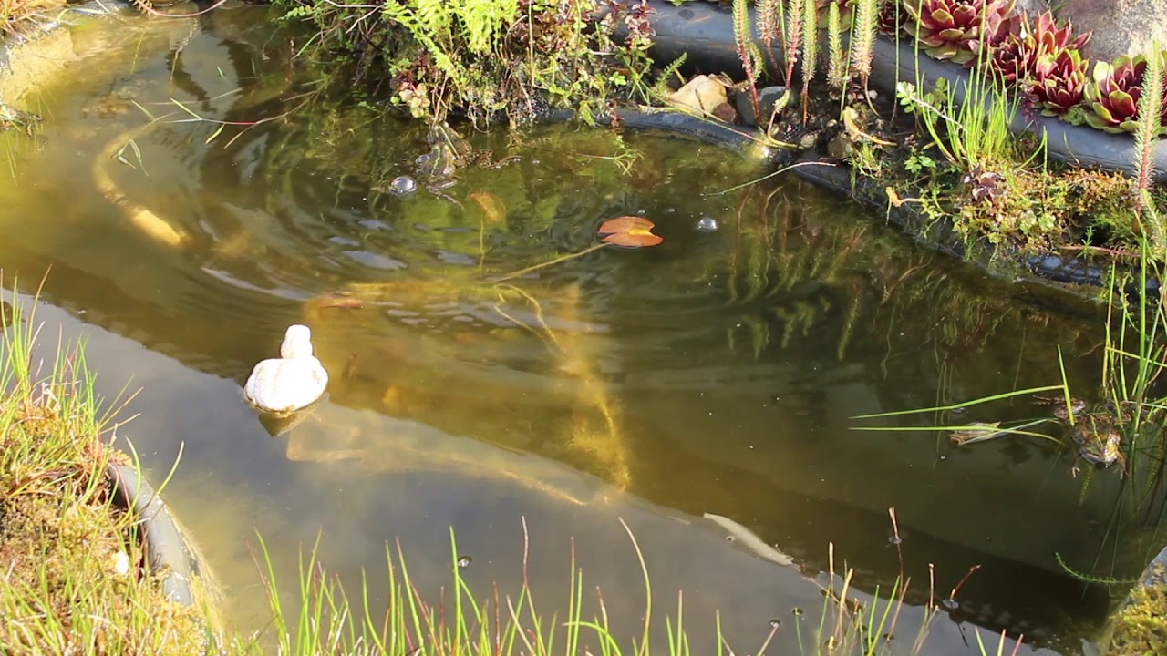 Frösche bei uns im Teich - YouTube