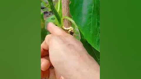 Ớt ngọt, thù lù ,cà chua bi đủ loại trong vườn nhà hen #vegetables #mygarden