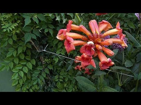 Video: Colchicum Sonbahar (44 Fotoğraf): Açık Alanda Bir Bitki Dikimi Ve Bakımı, Bir Kolchicum çiçeğinin Tanımı Ve Yetiştirilmesi. Ne Kadar Derine Dikmelisiniz?