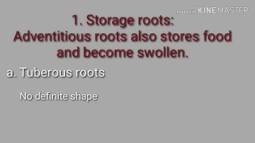 MODIFICATION OF ADVENTITIOUS ROOT