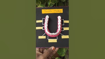 3D model of teeth using air dry clay