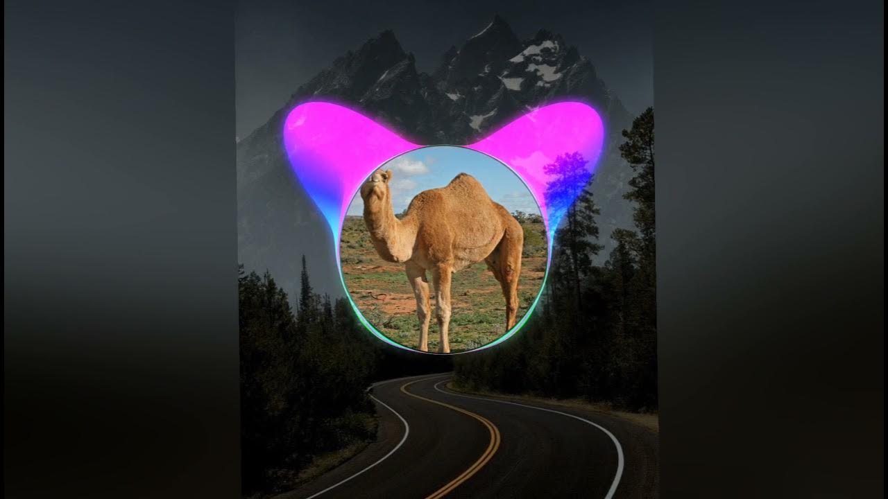 Верблюды в дюнах. Верблюд стоя. Верблюд стоящий на горе. На горе стоит верблюд его четверо. Стих пушкина про калмычку.