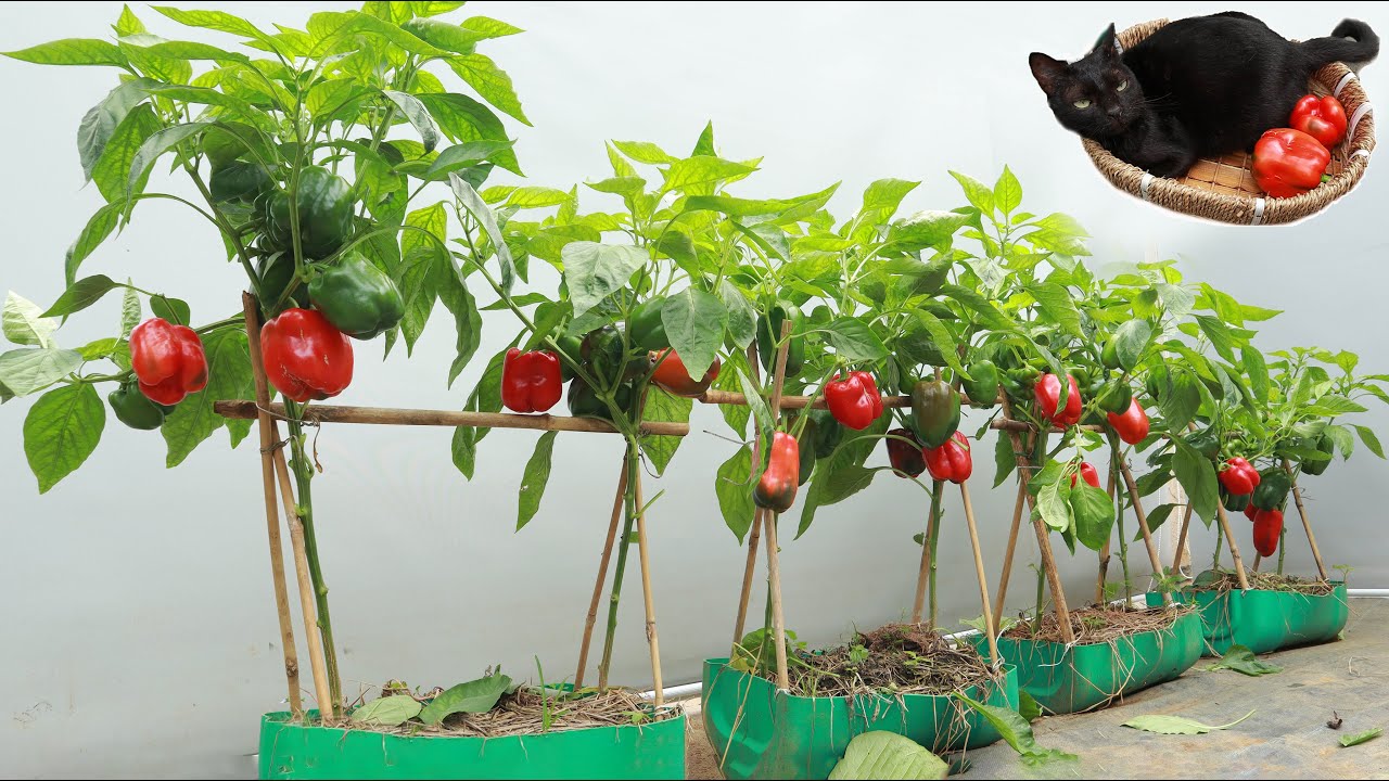 Why Are My Bell Peppers So Small? – The Garden Bug Detroit