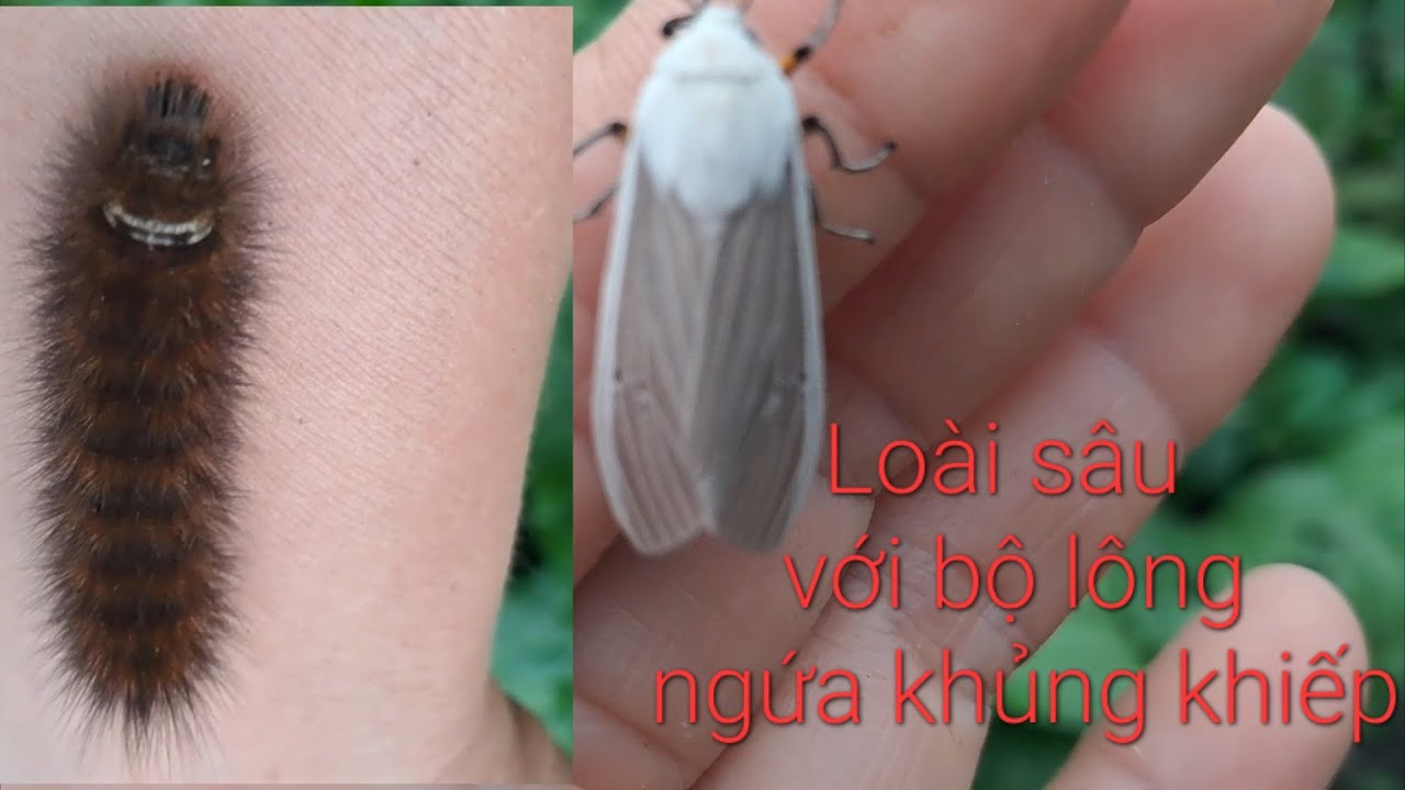Sâu róm đen hóa thành bướm trắng /@nangtinhraumop - YouTube