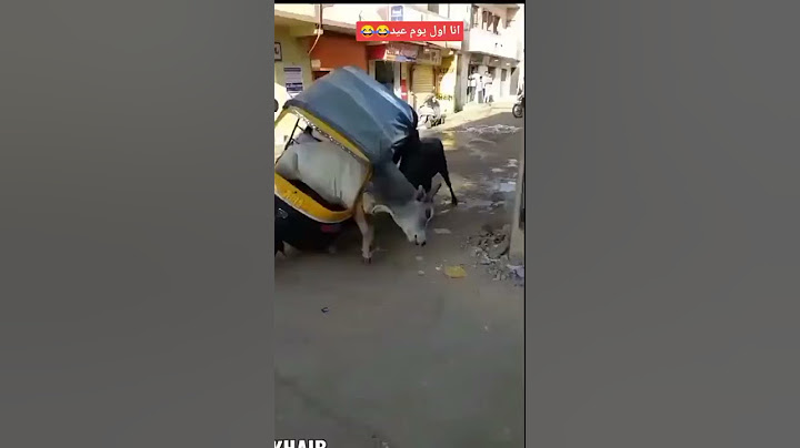 عجلان تغدغوا توك توك قبل عيد الاضحى