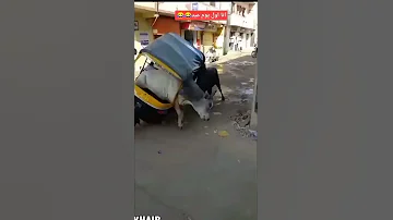 عجلان تغدغوا توك توك قبل عيد الاضحى 