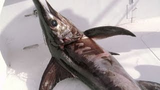 Reel Rivals: Swordfish Fight