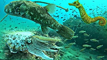 Phát Hiện Ổ Mực Nang To Khủng Cá Ngựa GAI Quý Hiếm Dưới Điểm Chà Khơi Xa | P 447