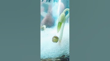 Experiment with peas