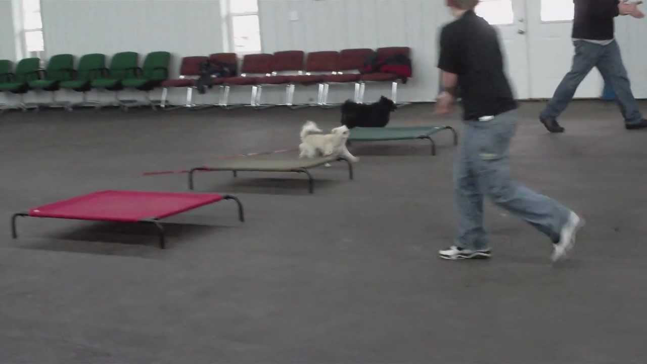 Aldens Kennels Inc. Dog Training McHenry IL. YouTube