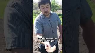 Mushroom Foraging Tips You Need to Know!