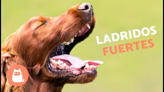 Perros LADRANDO FUERTE  (Mira cómo REACCIONA tu PERRO)