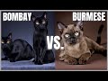 Bombay Cat VS. Burmese Cat の動画、YouTube動画。