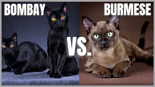 Bombay Cat VS. Burmese Cat