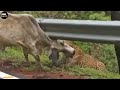 Amazing 7 moments leopard attack animals  atp earth