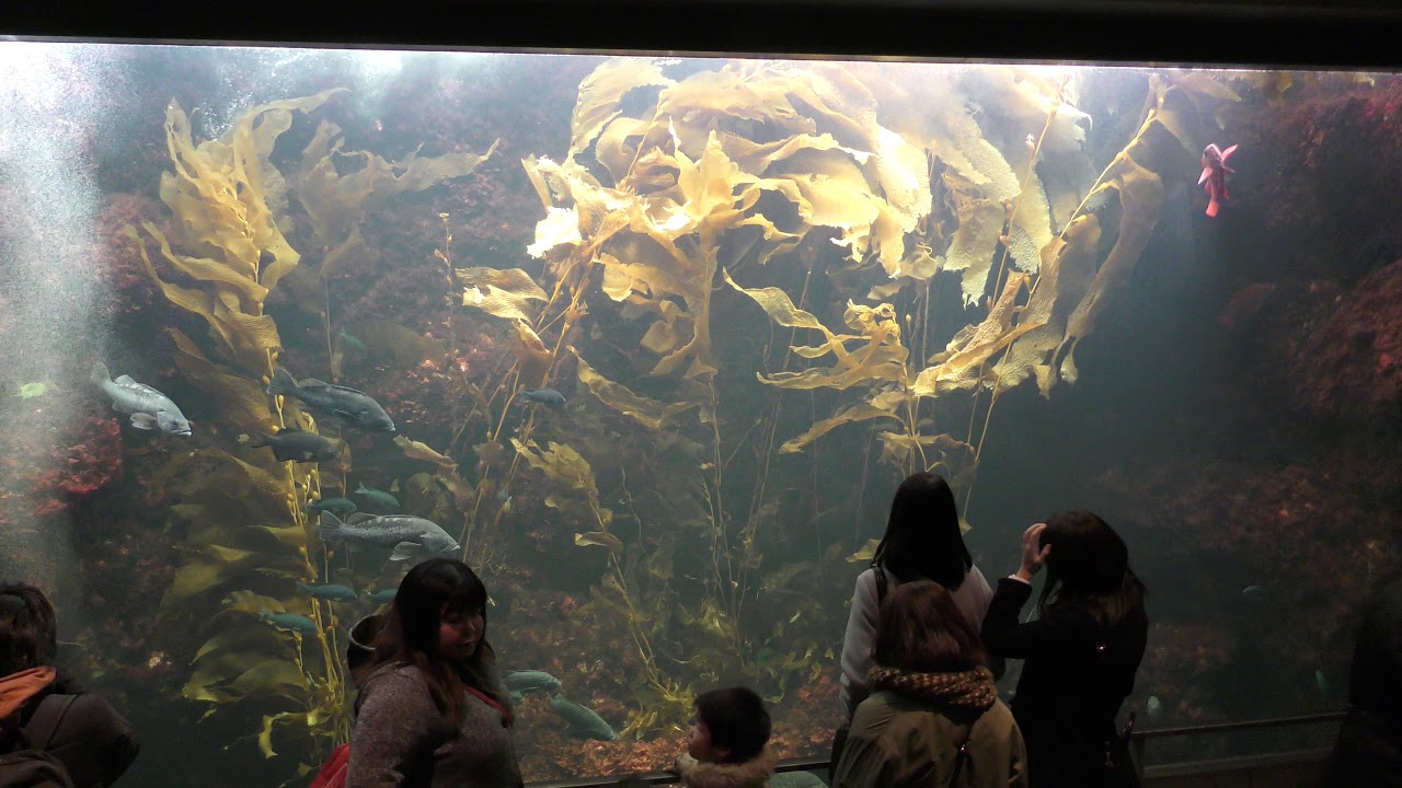 海藻の林 葛西臨海水族園 17年12月17日 Youtube
