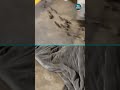 Video from #newyorkcity appears to show rats scurrying out the blanket of a person sleeping rough