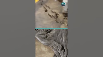 Video from #newyorkcity appears to show rats scurrying out the blanket of a person sleeping rough