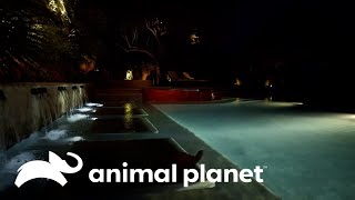 Arte en el agua: la piscina de una casa de ensueño | Los Irwin | Animal Planet by Animal Planet Latinoamérica 1,812 views 7 days ago 5 minutes, 7 seconds