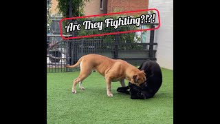 BOERBOELS: Fighting or Playing?!?! by Pawfextion 440 views 6 months ago 3 minutes, 41 seconds