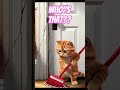 Siapa itu??? 🐱🐭 #shorts #shortvideo