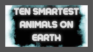 Top 10 Smartest Animals in the World!