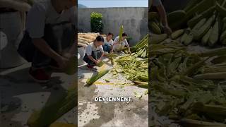 Cette éponge végétale cache une transformation incroyable 😱🎨
