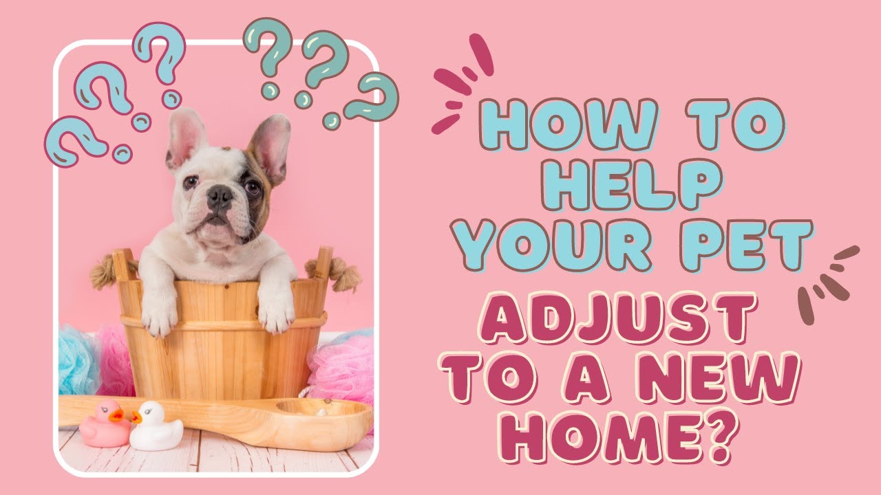 How To Help Your Pet Adjust To A New Home