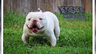 @PitbullAilesi bully Exotic 🤩