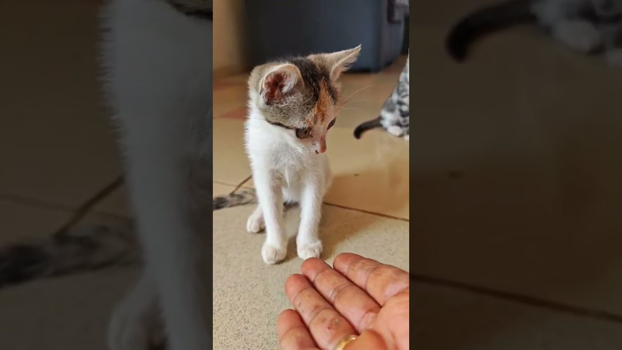  live Good afternoon🙏