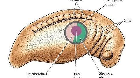 LIMB FIELD | TETRAPOD LIMB DEVELOPMENT | PART-2 | CSIR-NET