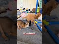 Rescuers Refused To Give Up On This Adorable Puppy 🥹😍