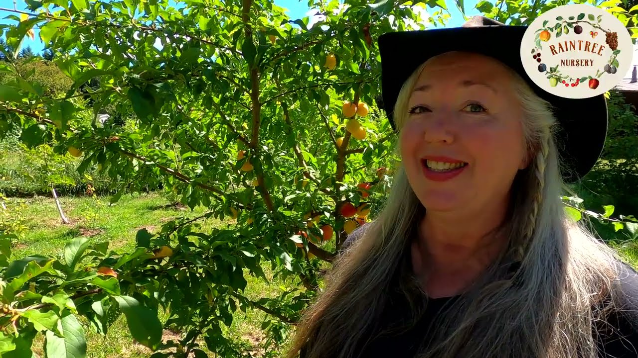 Руководство по выращиванию слив от питомника Raintree!