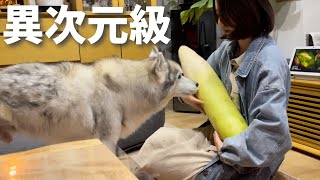あまりにデカ過ぎる大根を前に、自分の存在意義を見出せなくなる…なんて事はないシベリアンハスキー