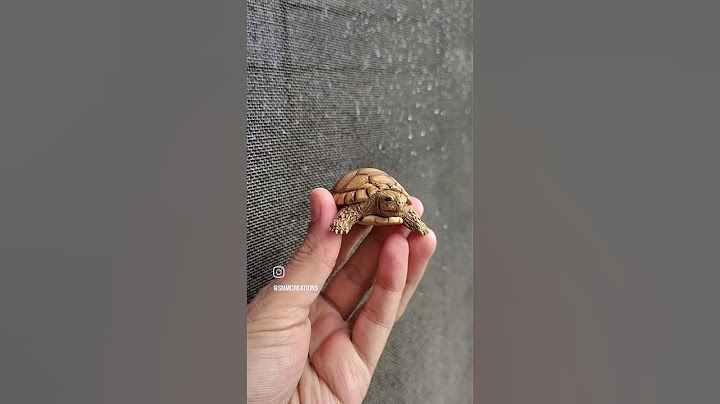 Need a tutorial for this one?   #turtles #handmade #fevicrylmouldit #artist