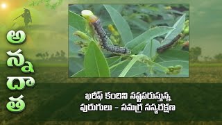 Redgram pest management at flowering & fruit stage | ETV screenshot 2
