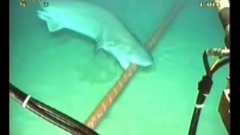 Cận cảnh Cá mập cắn đứt cáp quang biển AAG