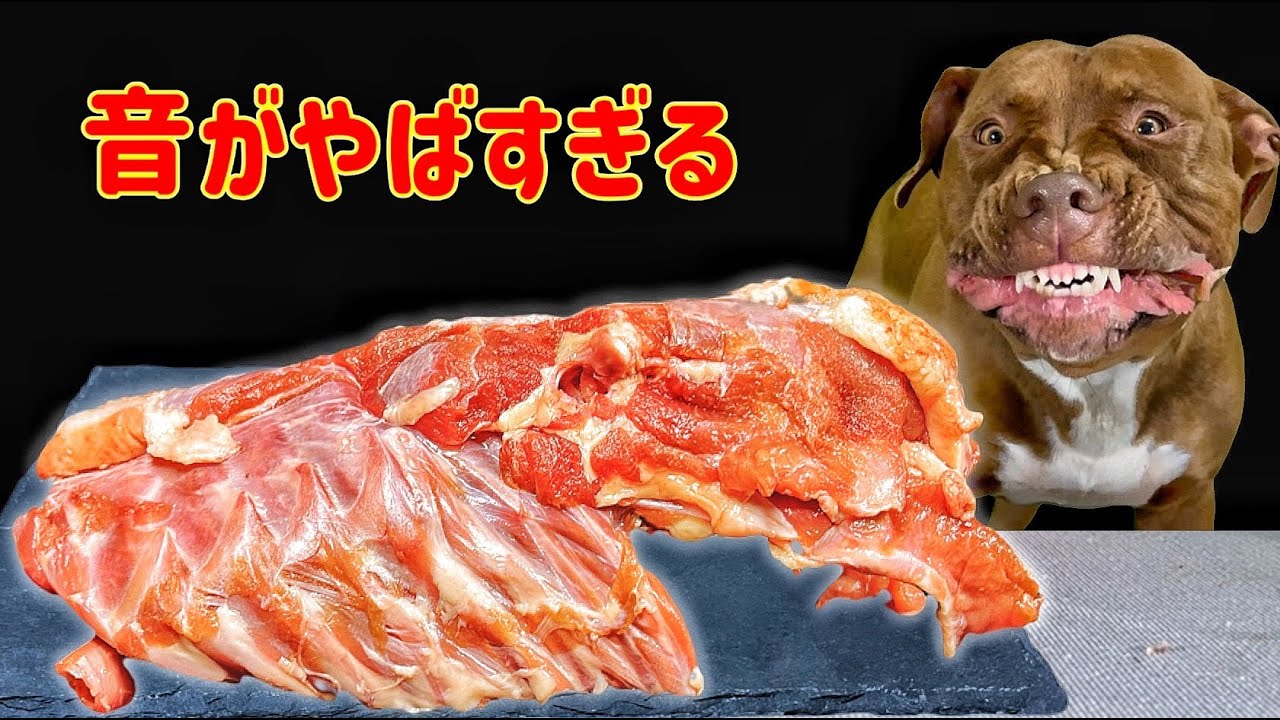 総集編】ピットブルが鶏の骨をボリボリ噛み砕く咀嚼音がやばすぎる