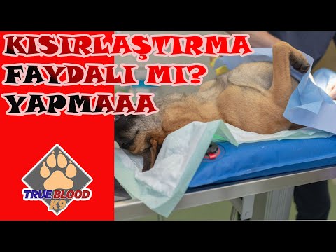 Ergün Turgan K9