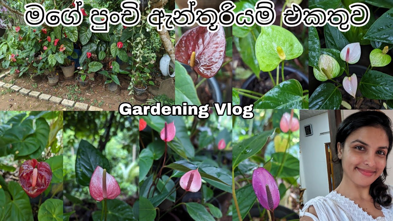 මගේ ඇන්තූරියම් පැල එකතුව 😍🥰 | ඉක්මනින් මල් එන්න මං දාපු පොහොර | My Anthurium Collection | Gardening