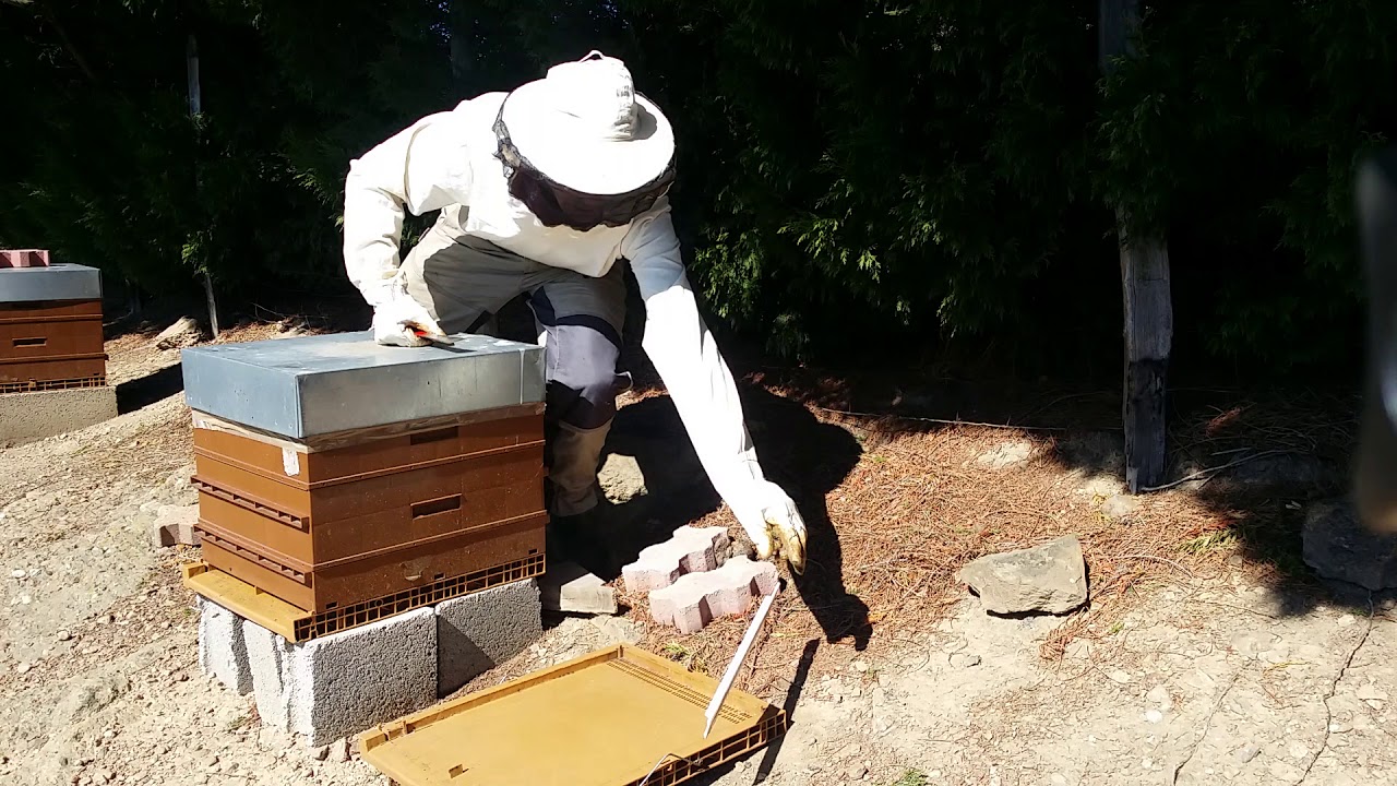 nettoyage des fonds de ruche