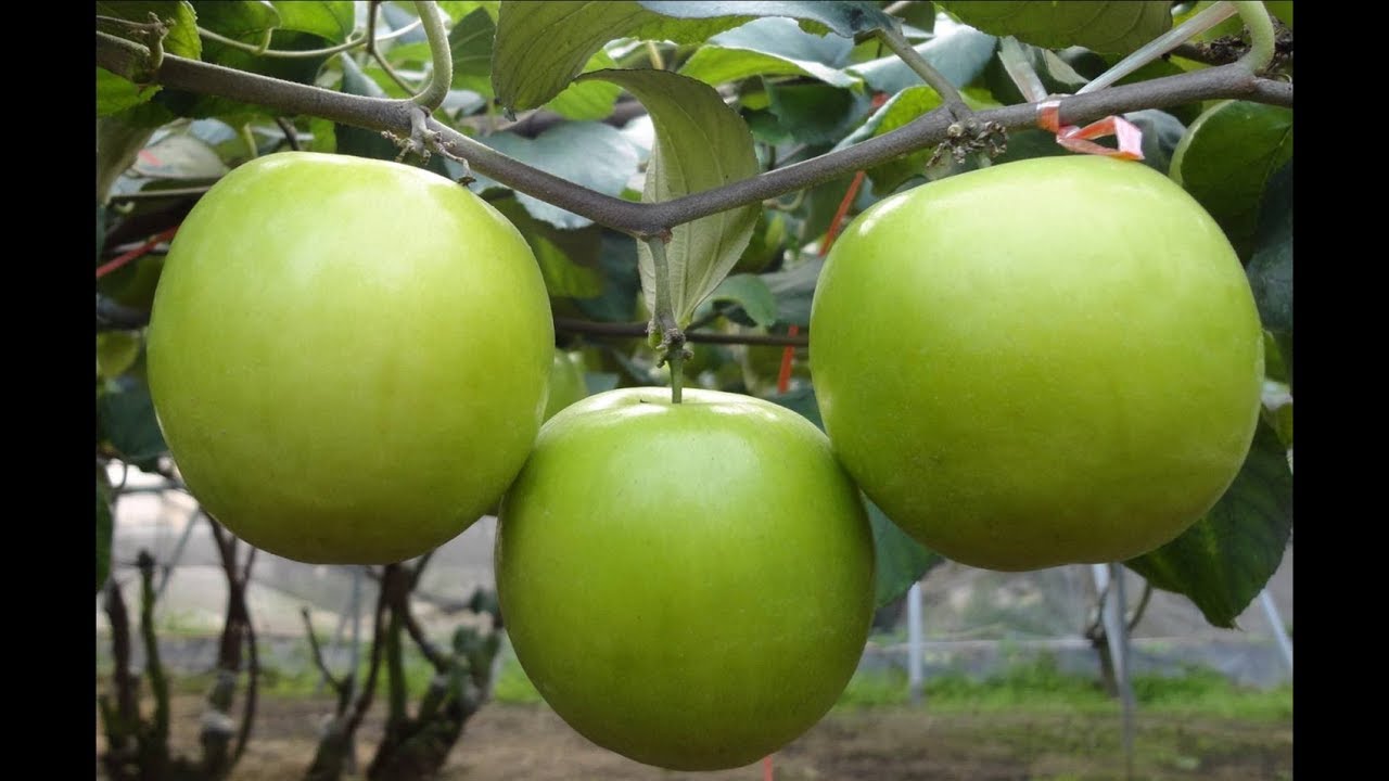 العناية بالسدر : التسميد والري ومكافحة الآفات/عامر العويسي