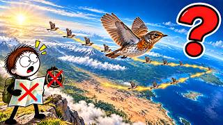 How Do Birds Know Where to Go Without a Map